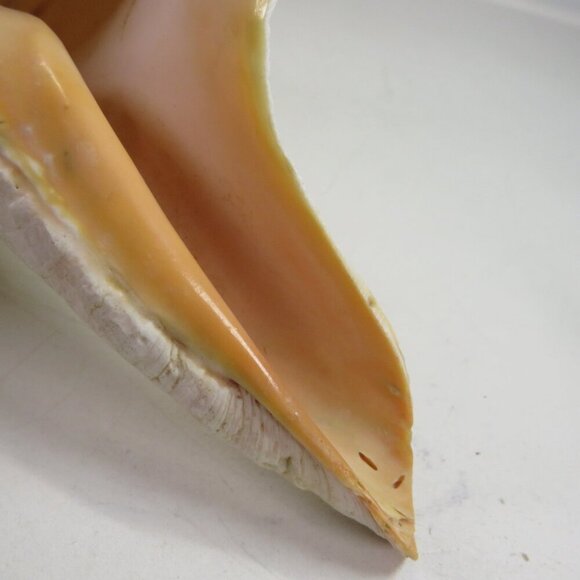 Real Sea Shell 15" long Horse Conch cream & peach coloring Coastal - Picture 9 of 15